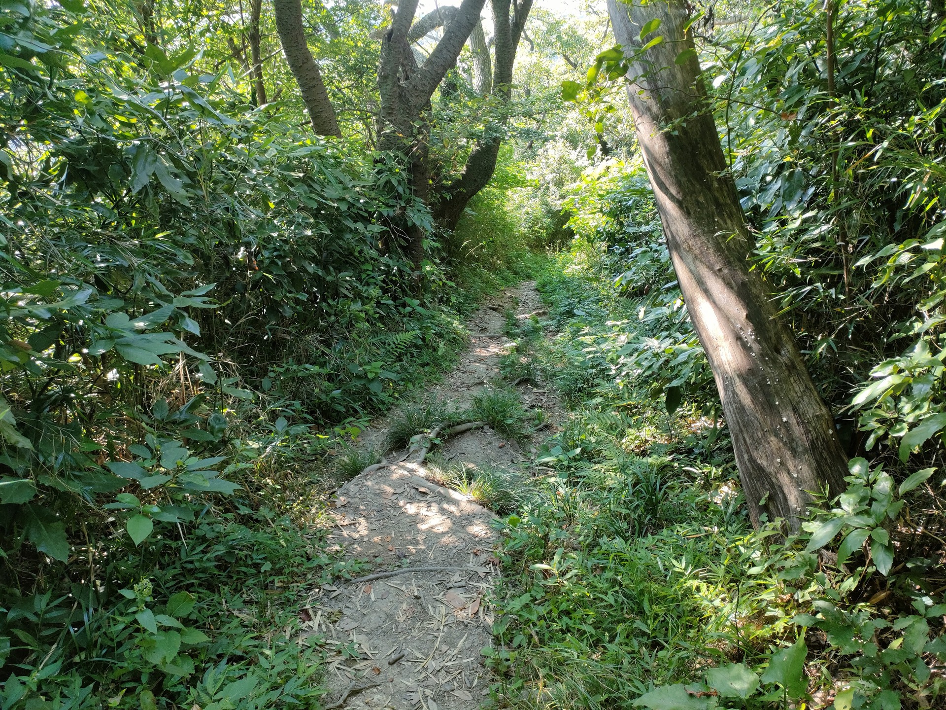 塚山公園・大楠山のハイキング