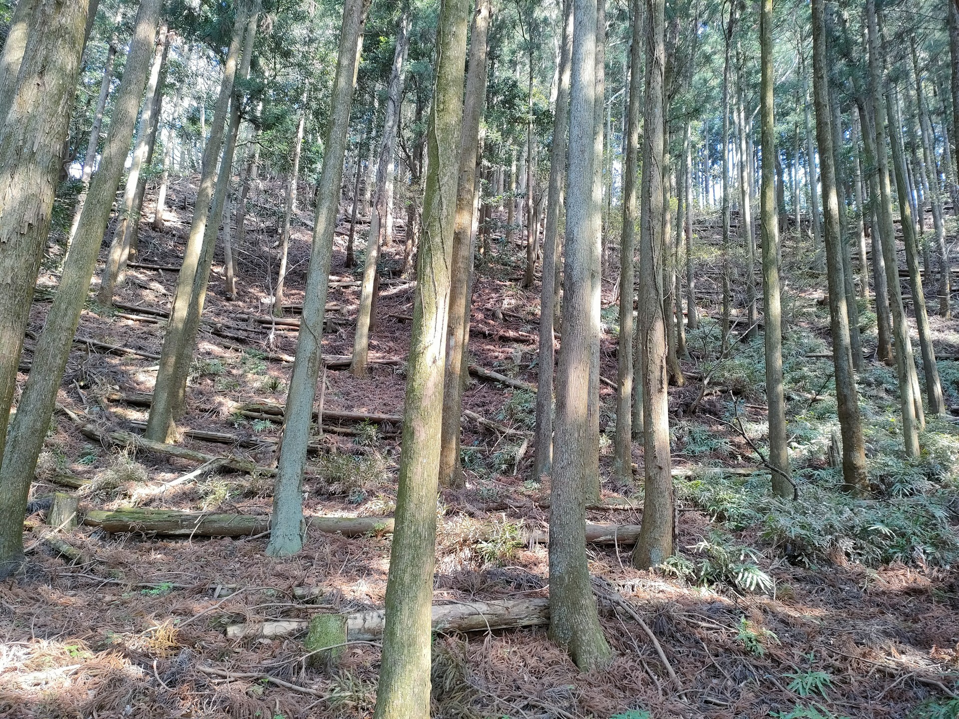 高取山・念仏山・弘法山のハイキング