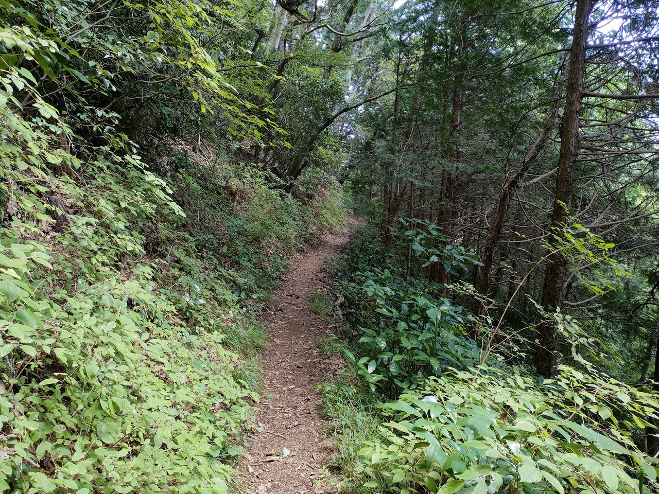 草戸山・入沢山・高尾山のハイキング